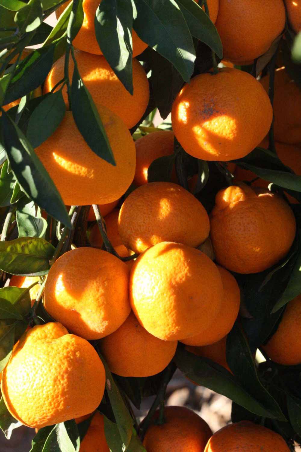              Fruit (Riverside, CA)       